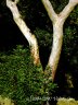 Nikitsky Botanic Garden9.jpg - 